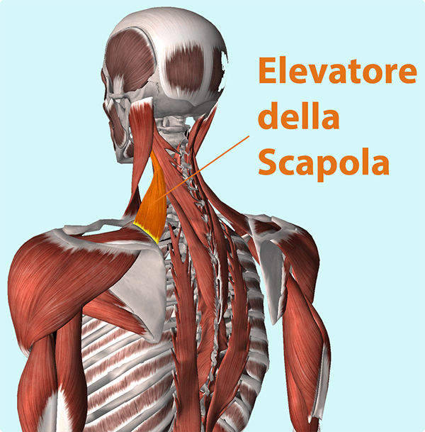 La Sua Forza Non Riguarda I Muscoli