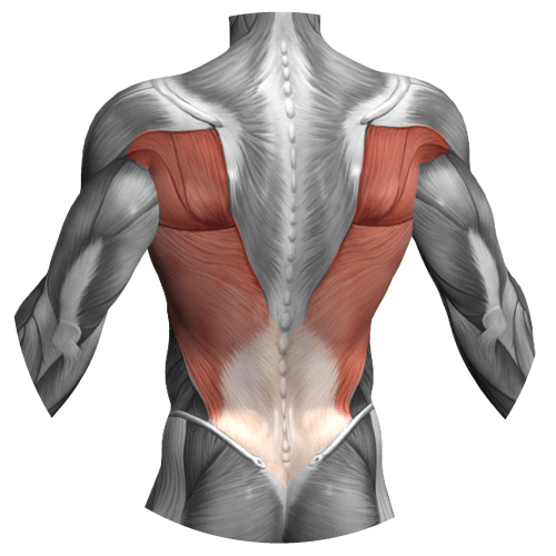 muscoli dorsali scolpiti
