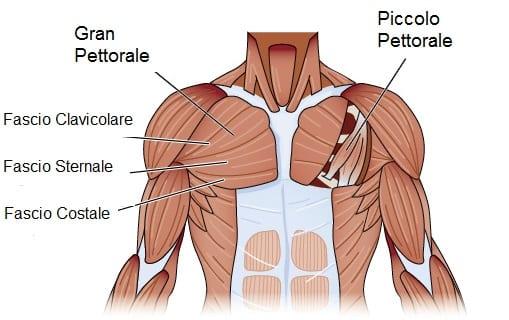 pettorali muscoli