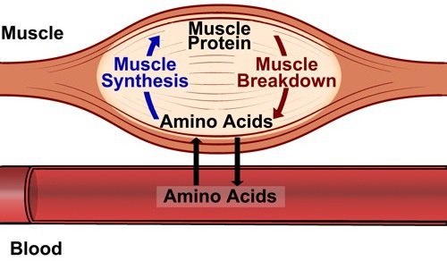 Proteine e muscoli
