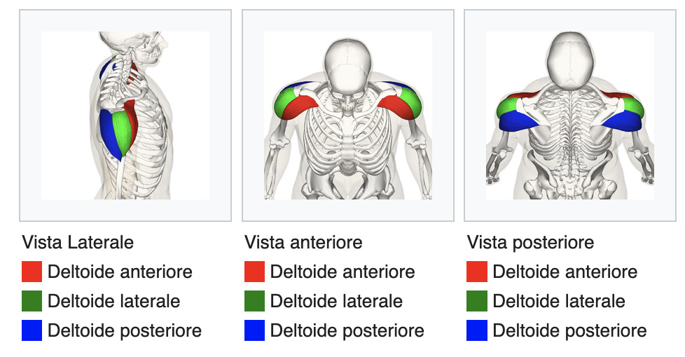 anatomia muscoli spalla 