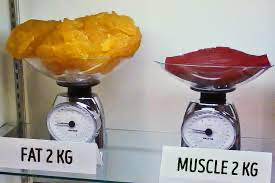 La massa muscolare fa aumentare di peso