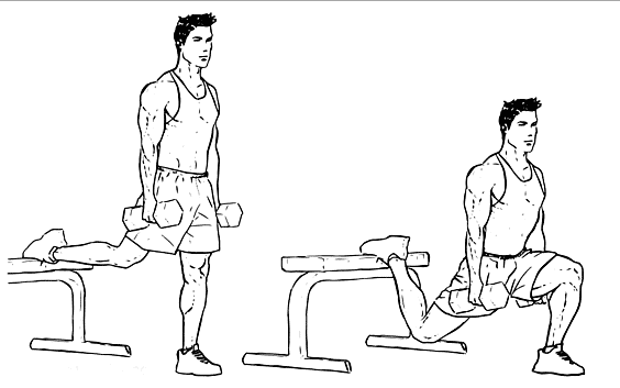 squat bulgaro muscoli coinvolti
