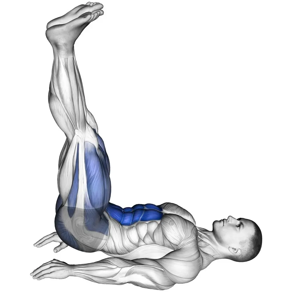 leg raise muscoli coinvolti 